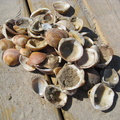 IMG-0289
