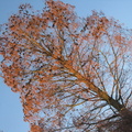 IMG-4730